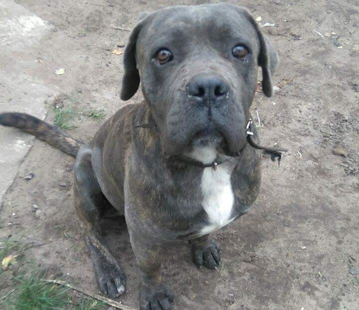 Piękny 1,5 roczny,pregowany samiec Cane Corso - Ogłoszenie grzecznościowe. Wszystkie informacje kontaktowe w poście.